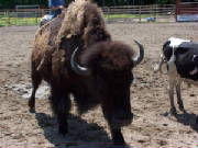 duderanch_135.jpg
